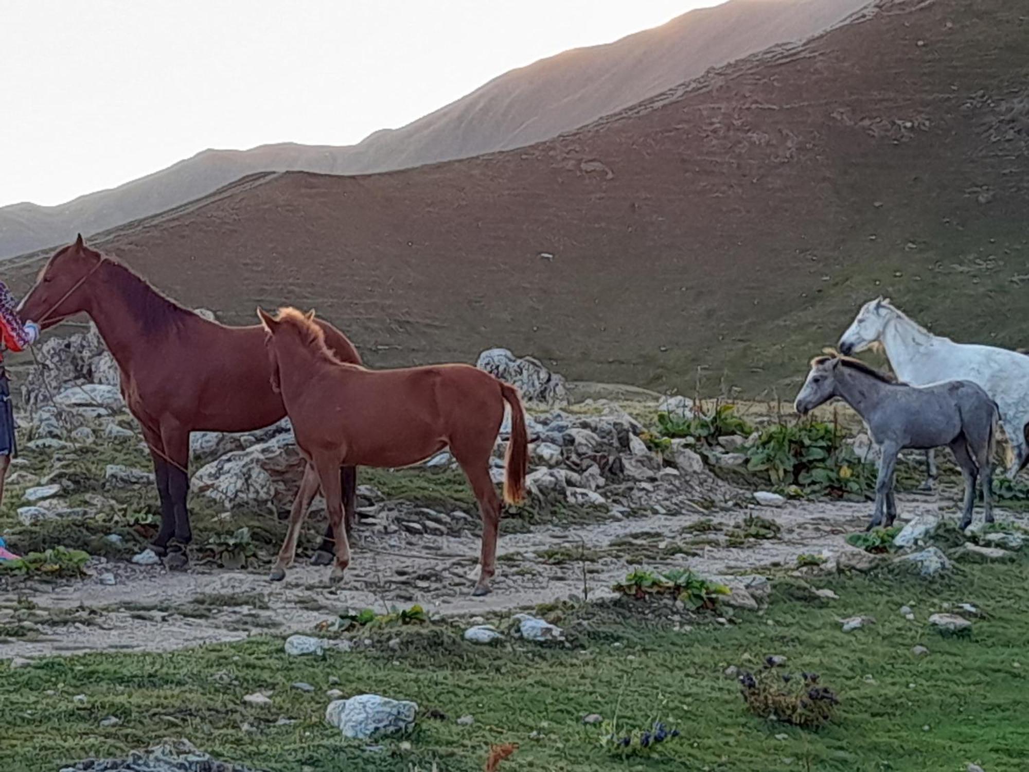 Hotel Ushba Hill Mestia Kültér fotó