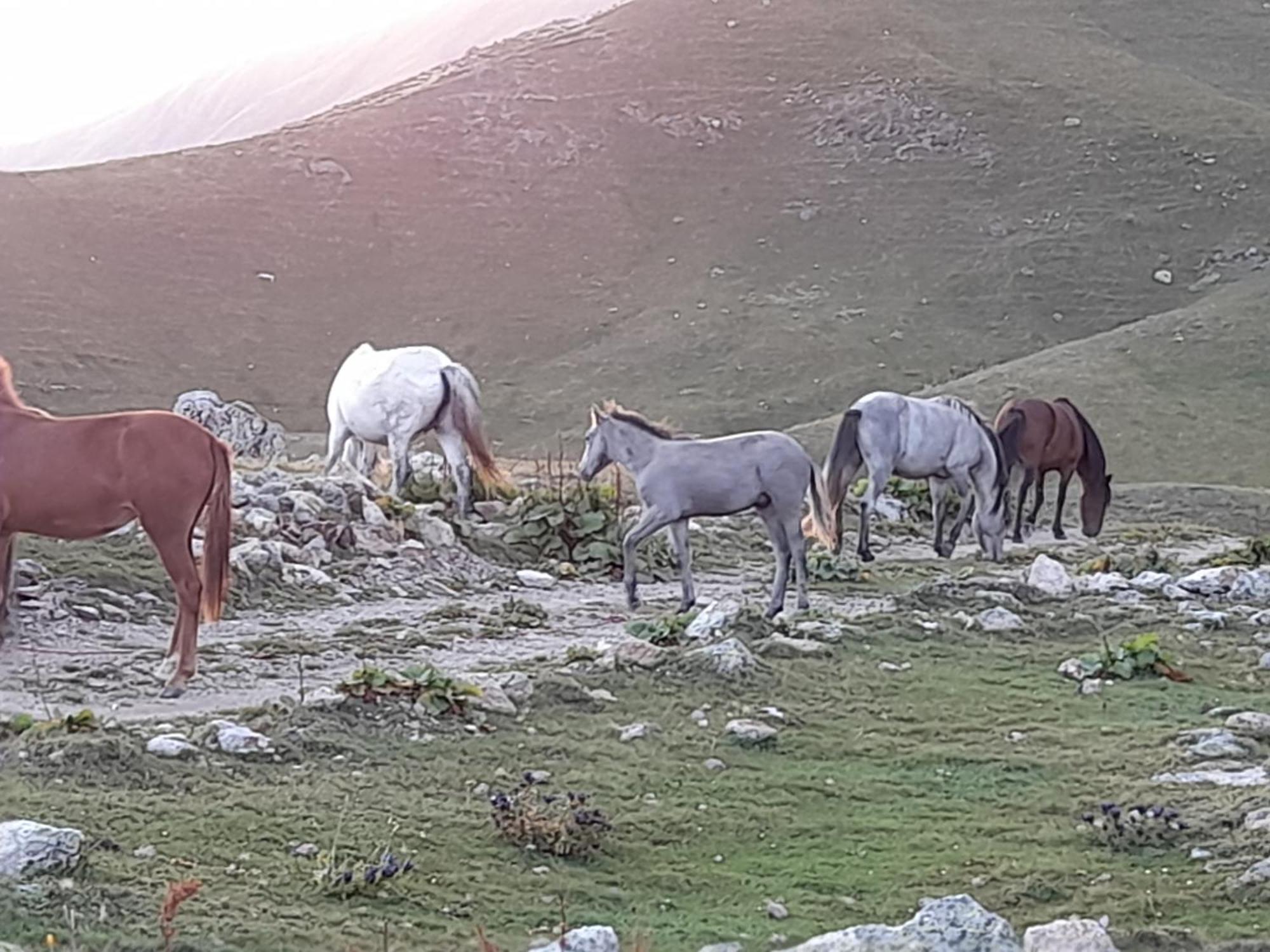 Hotel Ushba Hill Mestia Kültér fotó
